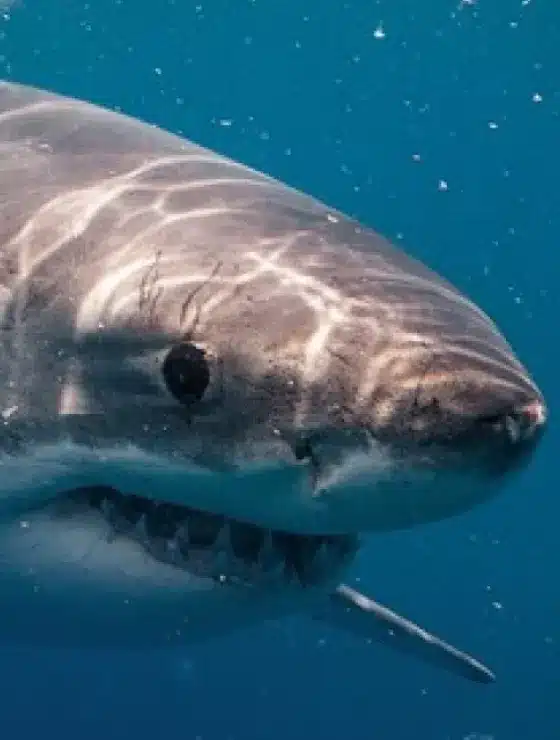 img citizen science 2x.webp