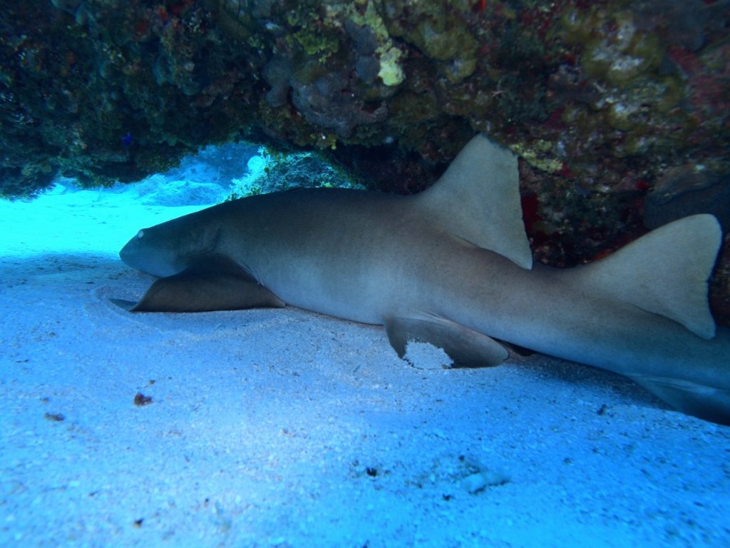 Punta-Frances-nurse-shark-1024x768