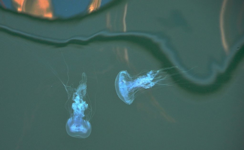 Sea-nettles-1024x629