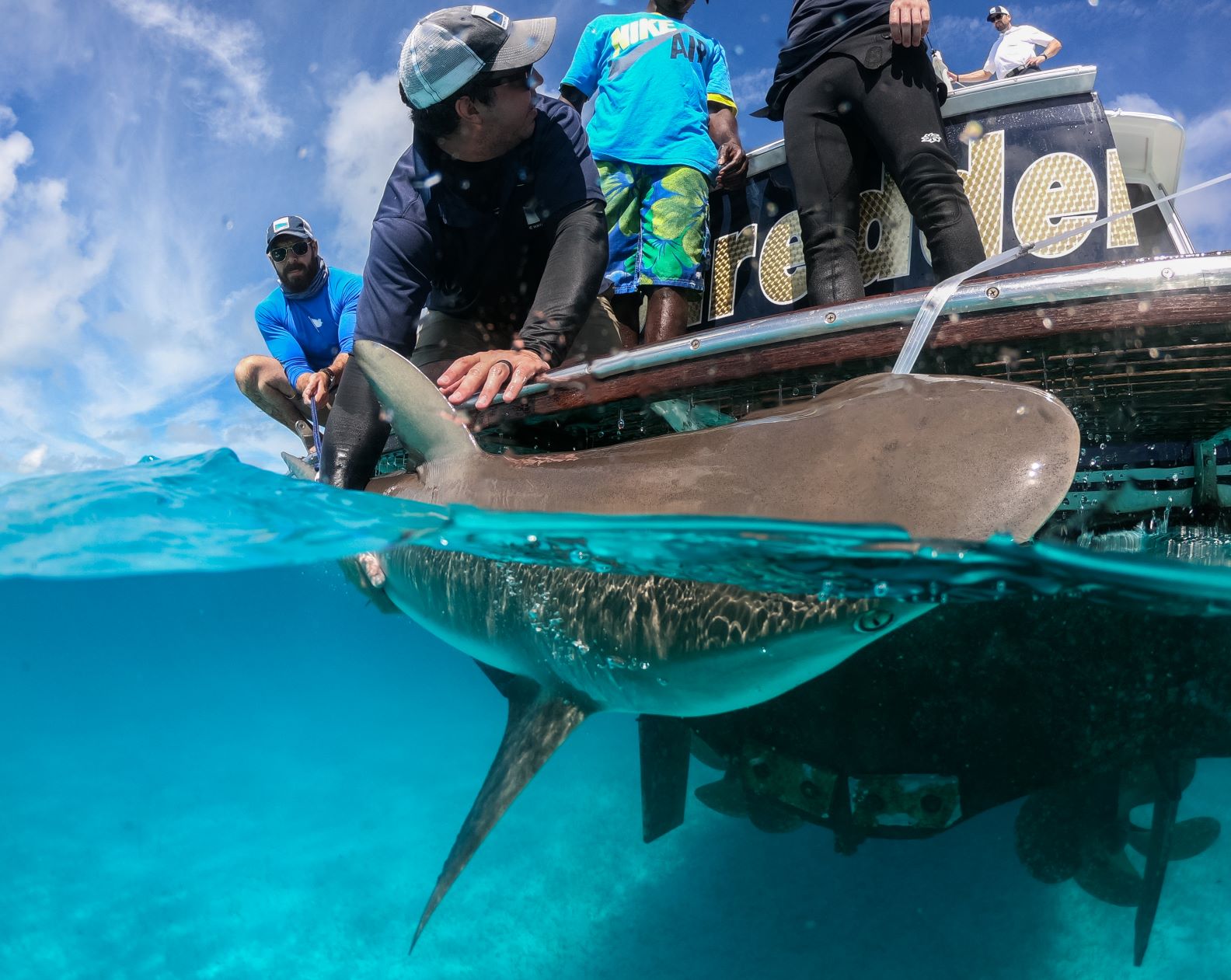 Shark Tagging - Ocean Conservation