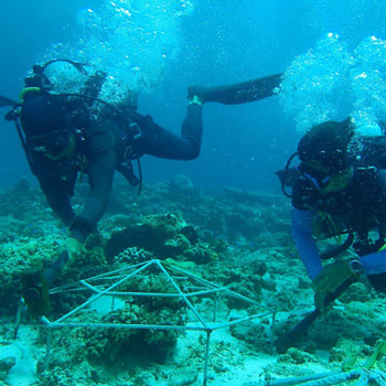 Coral Restoration Project image