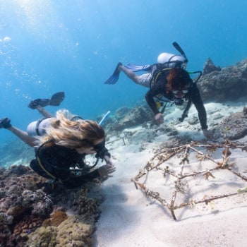 Coral restoreation gili islands image