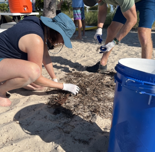 Woman and man search in algae for micro-plastic pollution at a Miami Beach cleanup