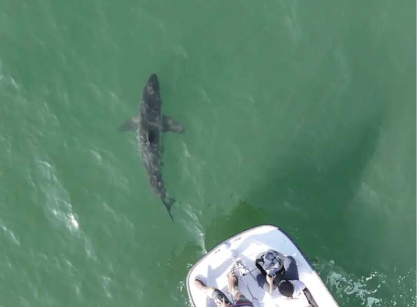 img juvenile white shark high resolution tracking
