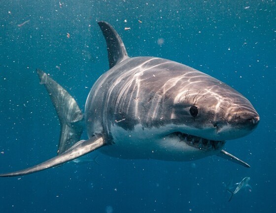 Tracking White Sharks