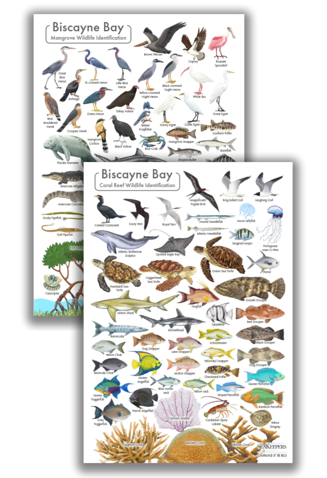The Biscayne Bay Coral Reef Wildlife Identification