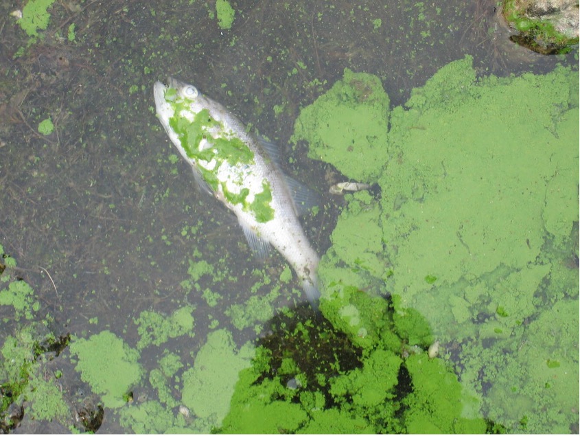 Fertilizer to Fish Kills: How Nutrient Pollution Affects Water Quality