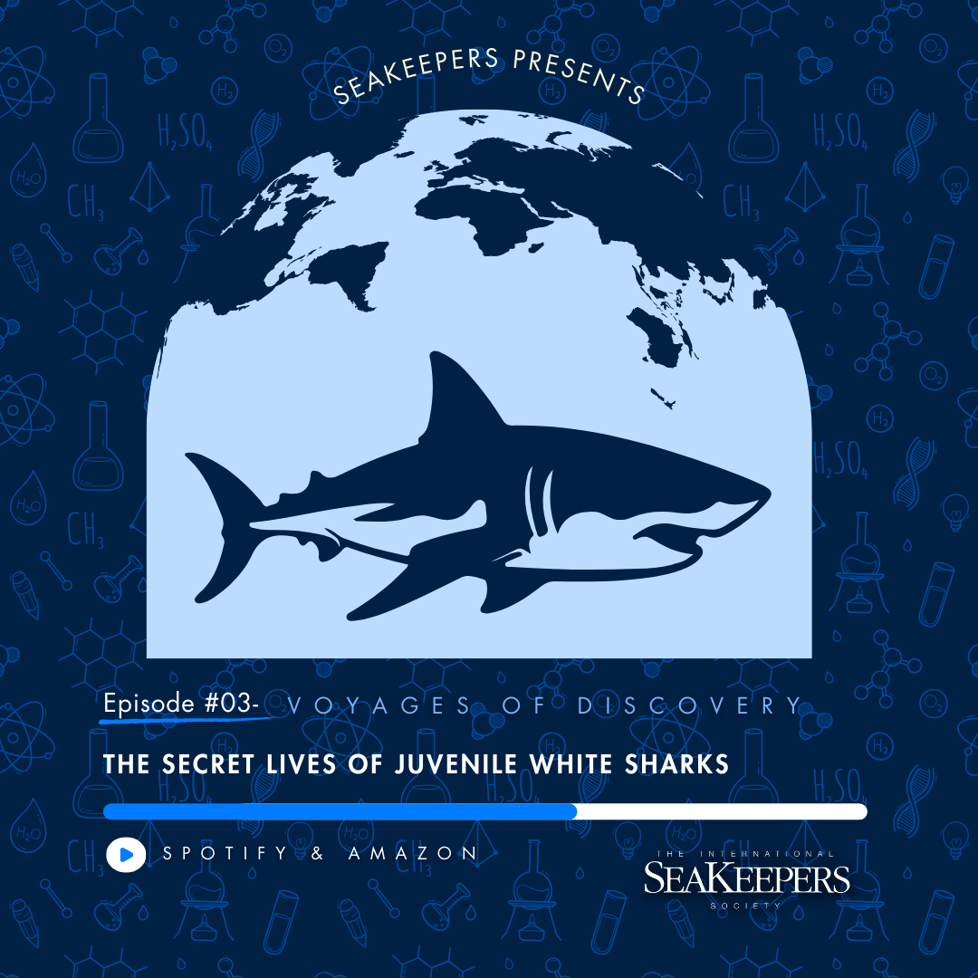 SeaKeepers Podcast Episode 3: The Secret Lives of Juvenile White Sharks