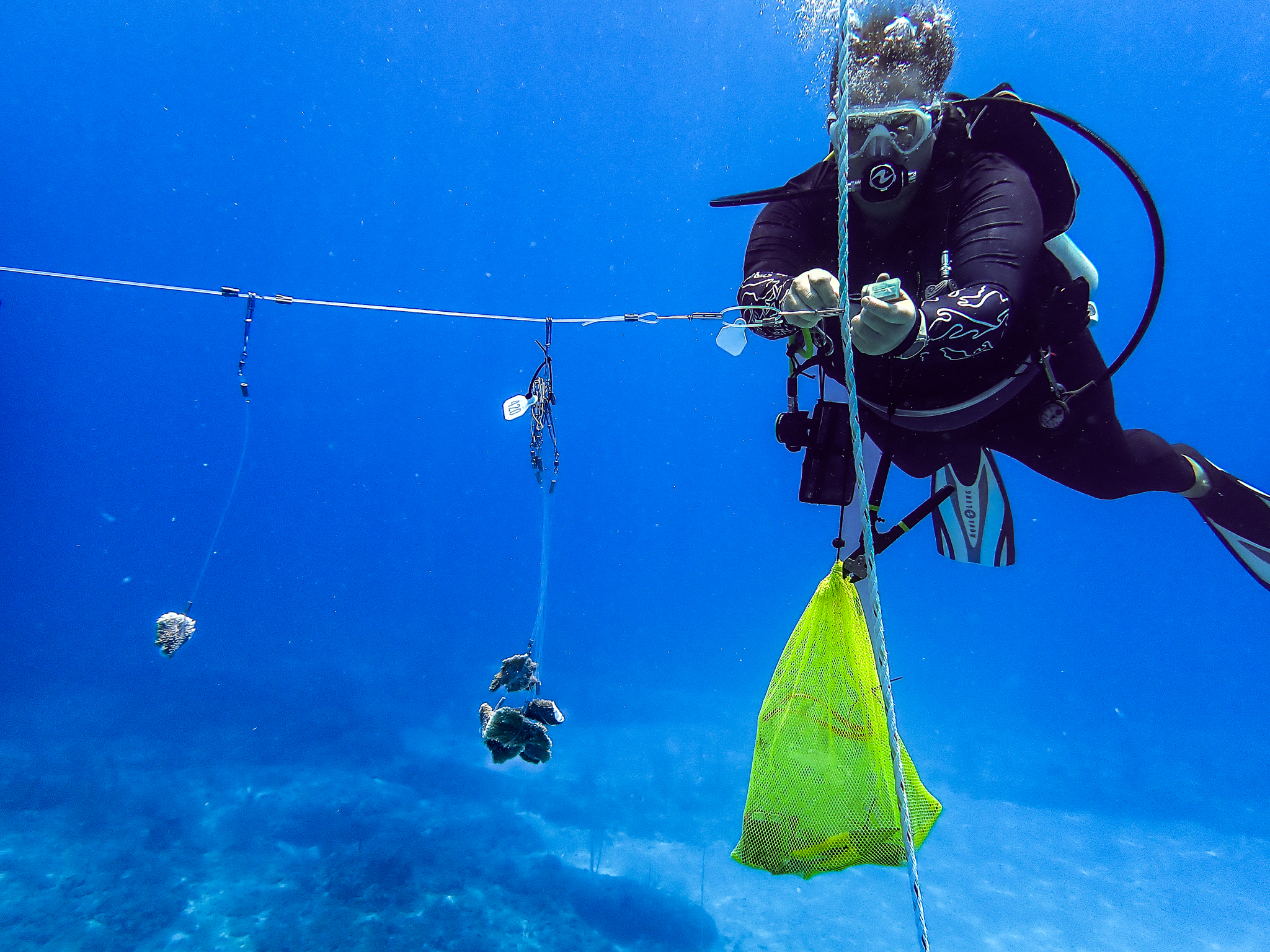 Florida’s Coral Reef in a Changing Environment