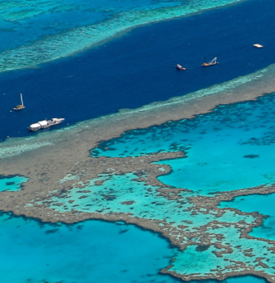 image of Connected by the Reef