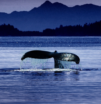 image of UK Humpback Sighting Surveys