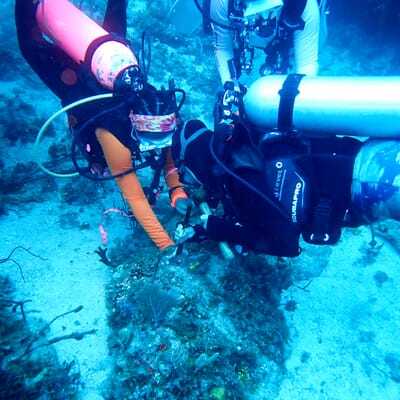 Pillar Coral Restoration with The Perry Institute for Marine Science cover