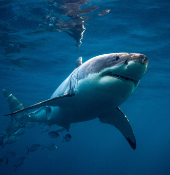 image of The White Shark Chase 2025