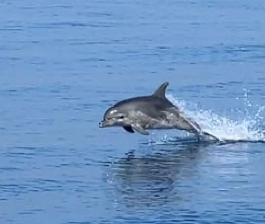 project Behavioral and Physiological Responses of Bottlenose Dolphins to Naval Sonar 2x