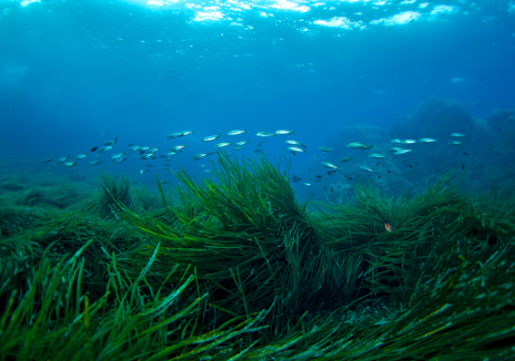 Saving Seagrass: A Global Call for Conservation
