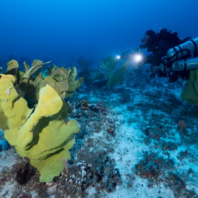 Deep Reefs of the Far East with UNSEEN Expeditions cover