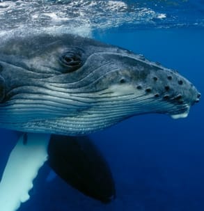 Humpback Whale Sightings thumbnail
