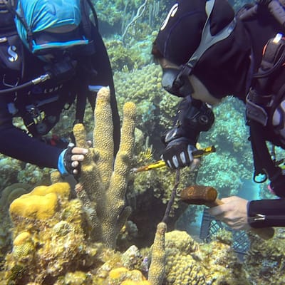 Pillar Coral Restoration with The Perry Institute for Marine Science Andros cover