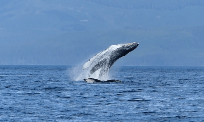 whale1 e1707726987430