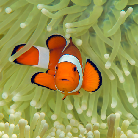 Shrinking Clownfish: Our Beloved ‘Nemo’ & Rising Ocean Temperatures