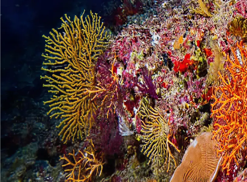 img assessing deep reef conservation in mpas