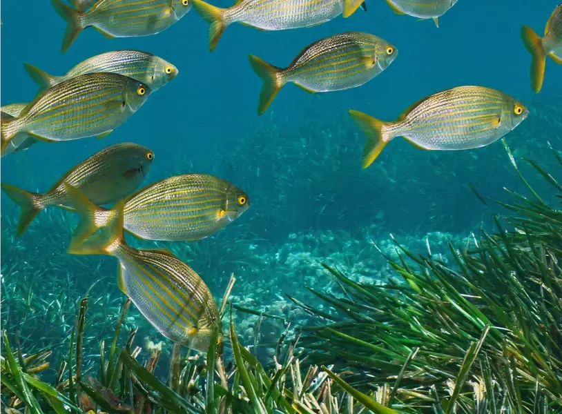 img establishing a blue carbon baseline for the bahamas 2x