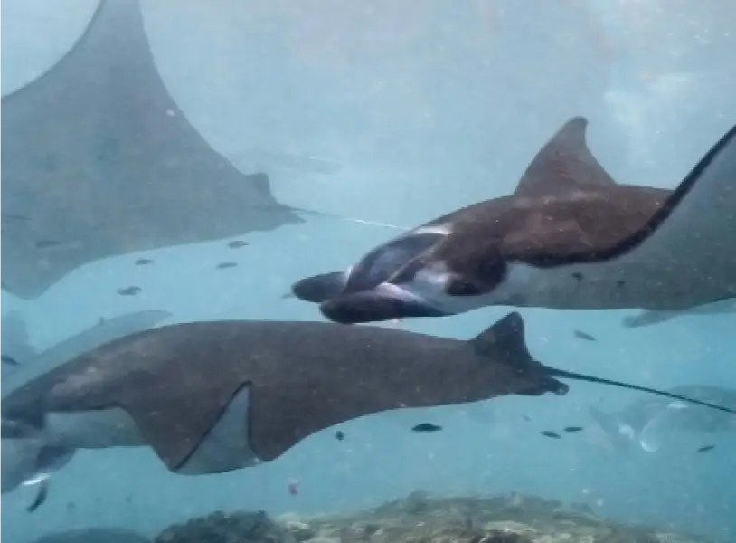 img exploring manta ray connections across the pacific