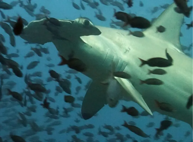 img galapagos marine reserve research