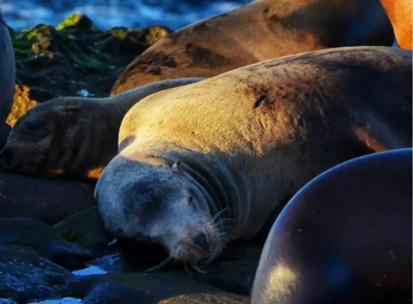 img sea lion behavioral responses to naval sonar in the channel islands