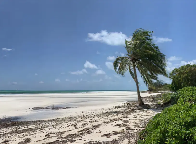 img southern bahamas marine ecological surveys
