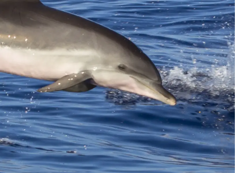 img tracking south coast bottlenose dolphin movements in sussex