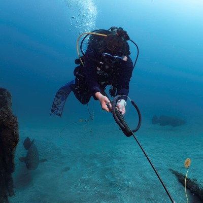 Goliath Grouper Aggregation Research Part 2 with Ocean First Institute cover r1