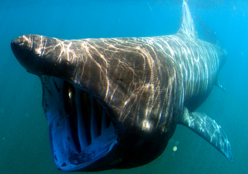 SharkTrust CS RPA Featured image
