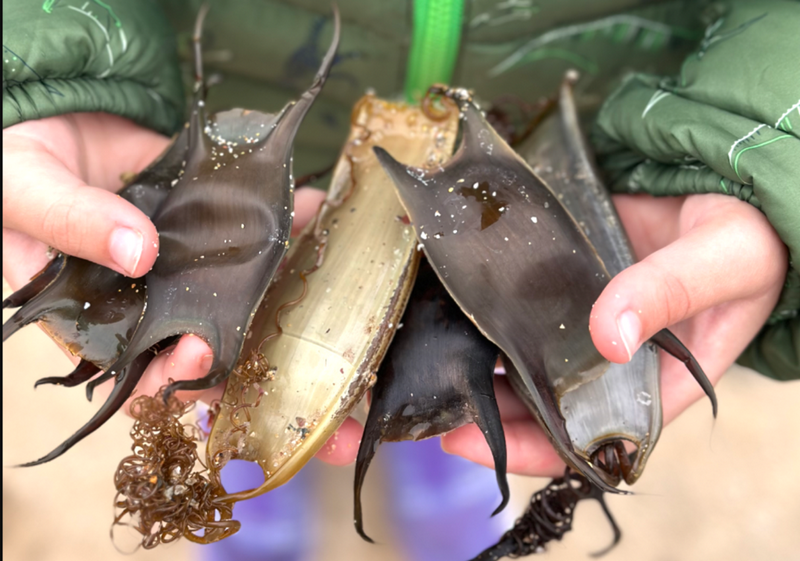 SharkTrust Eggcase Hunt Featured Img