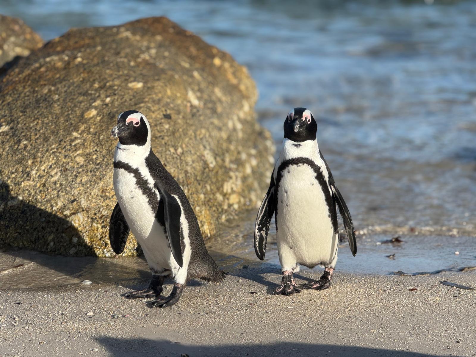 Southern African Foundation for the Conservation of Coastal Birds SANCCOB