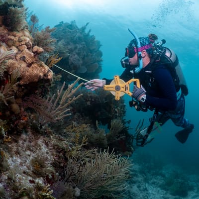 Sponges as Indicators of Reef Health in the Florida Keys cover