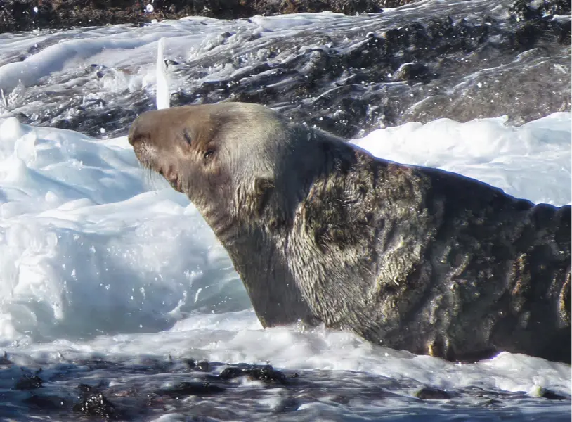 img seal research trust