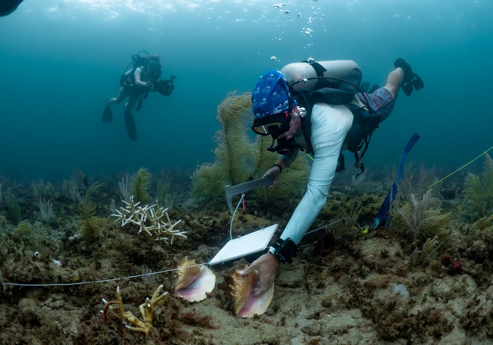 Active Acoustic Tracking of Queen Conch cover