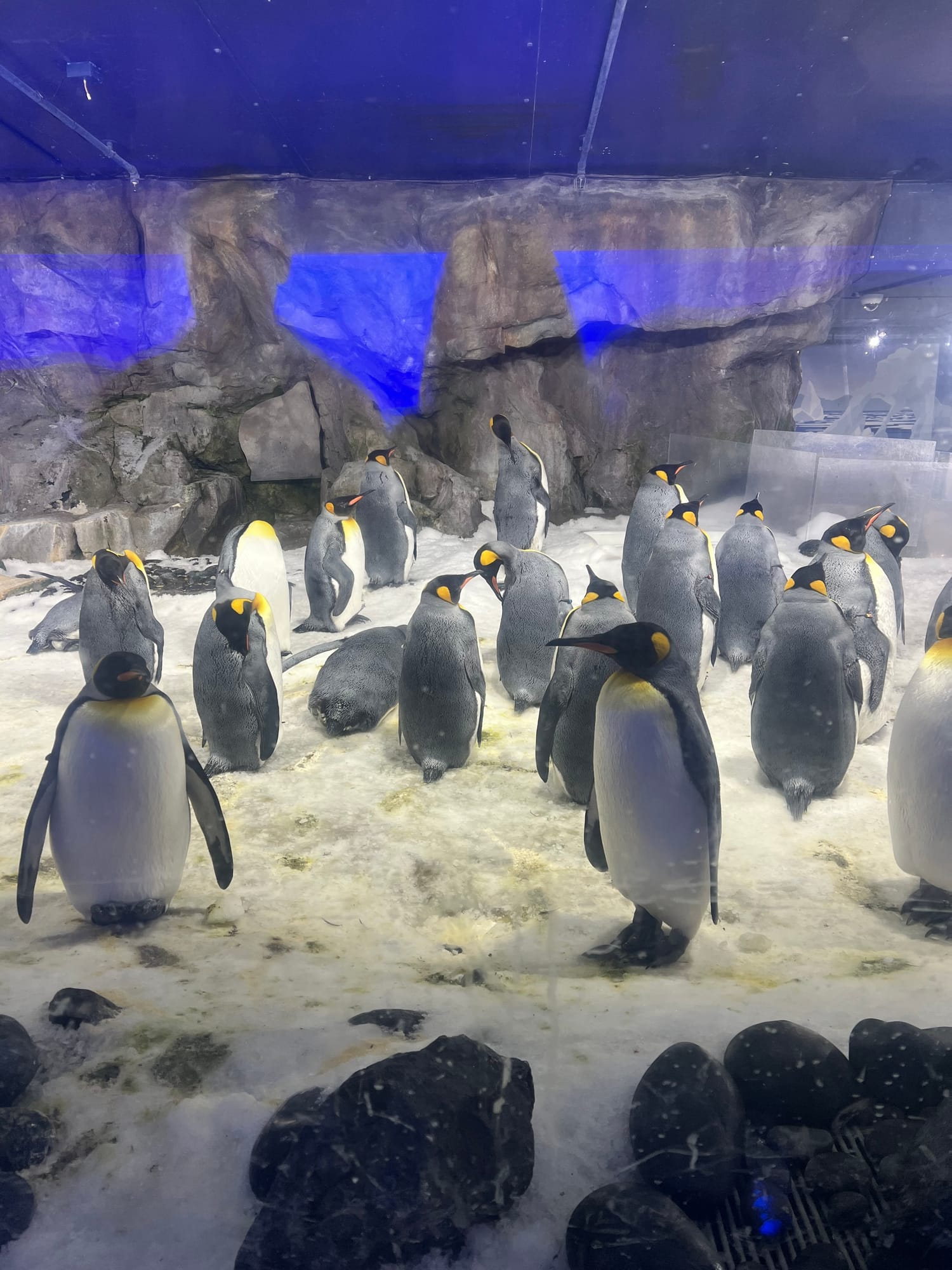 Kōura Dive Survey 2025 – Results Event gallery 1