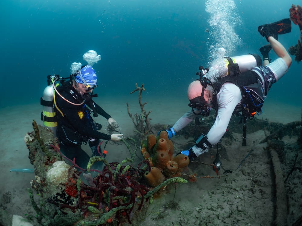 September Dive Against Debris with Sea Experience cover