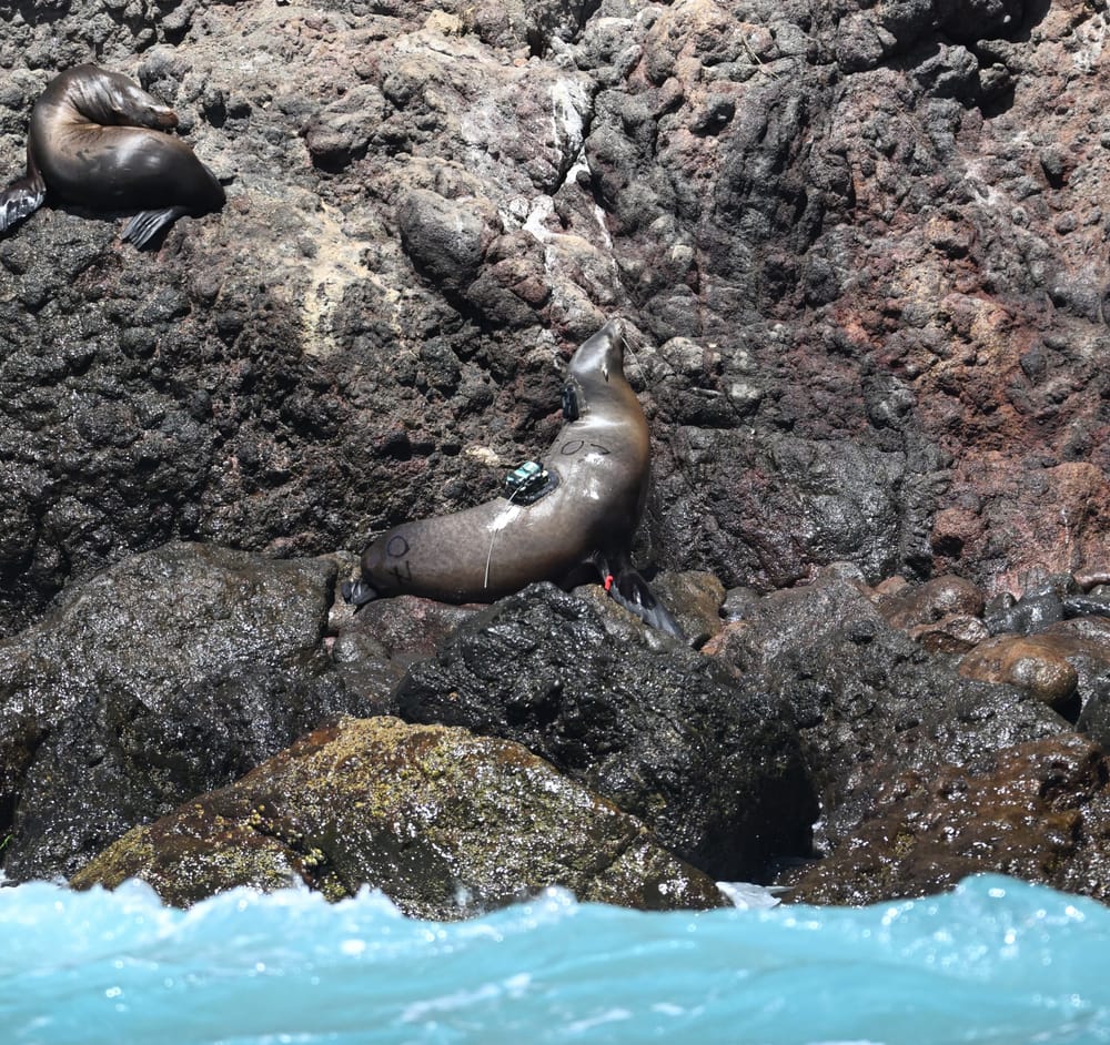 Testing Tags for Sea Lion Tracking in the Channel Islands cover