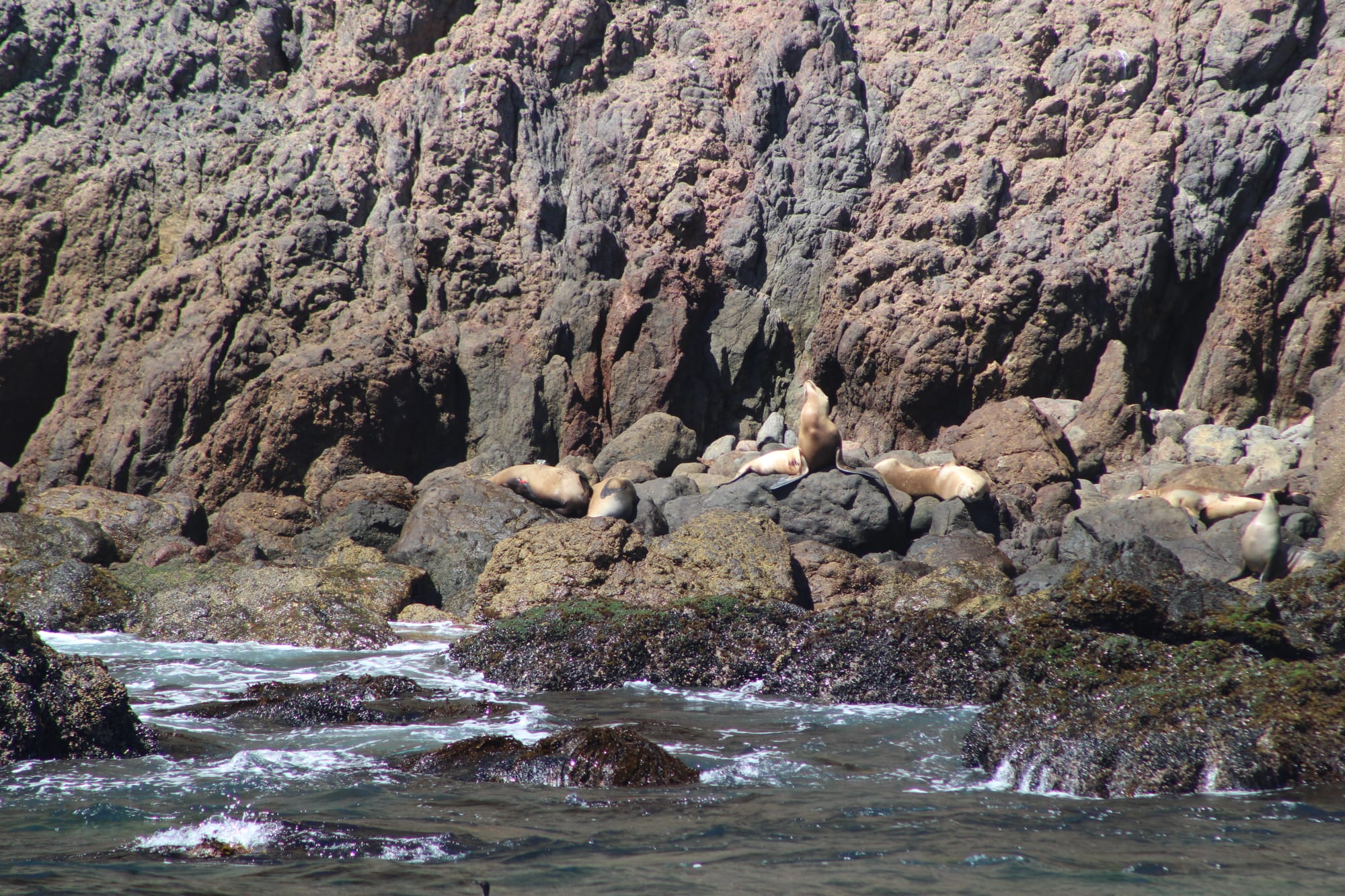 Testing Tags for Sea Lion Tracking in the Channel Islands gallery 14