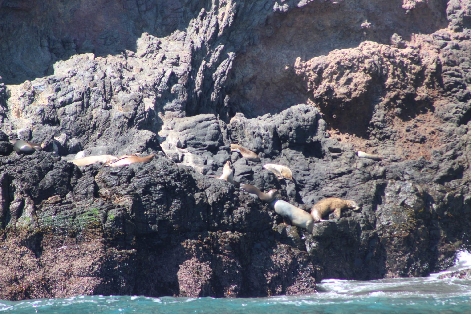 Testing Tags for Sea Lion Tracking in the Channel Islands gallery 16