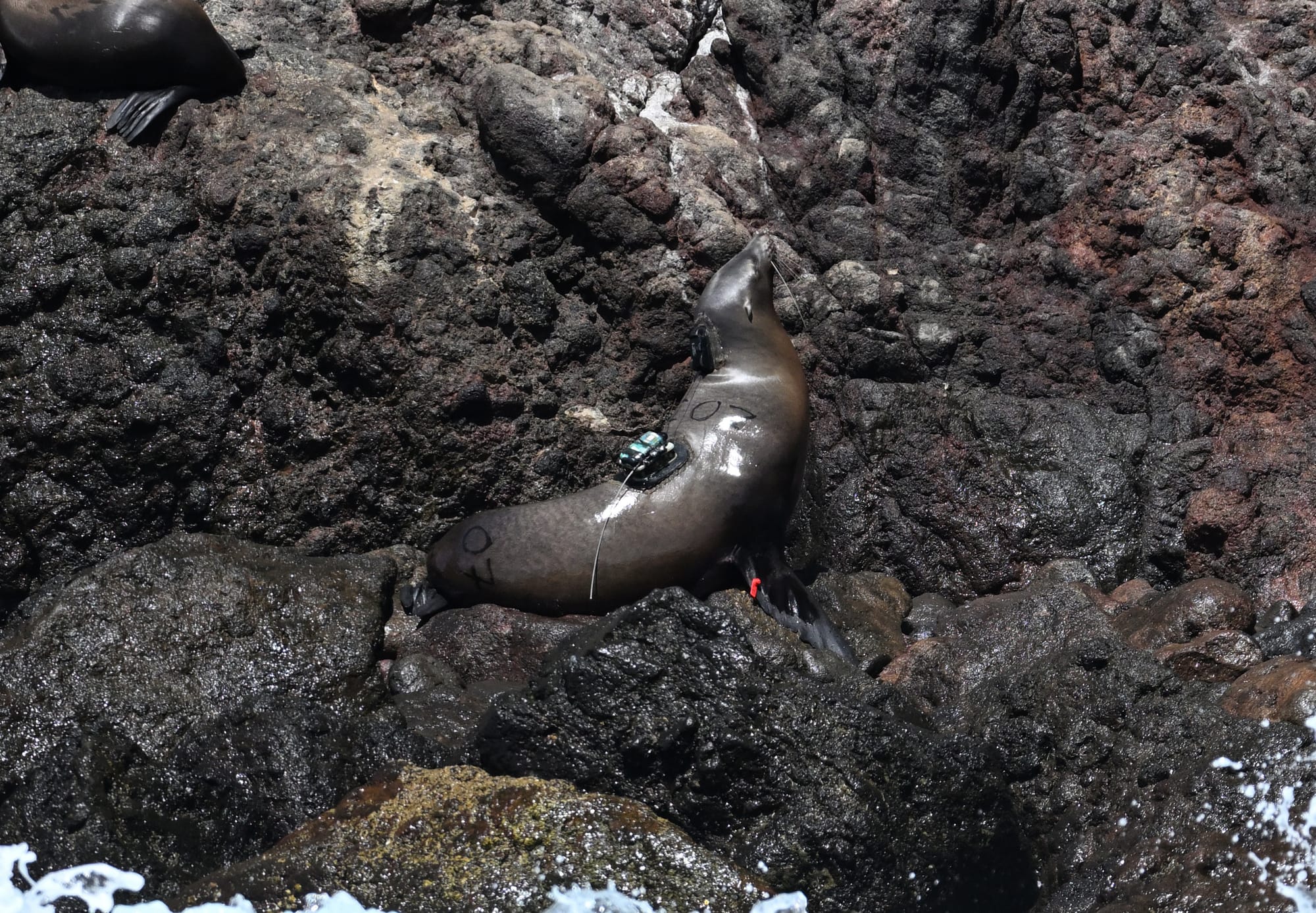 Testing Tags for Sea Lion Tracking in the Channel Islands gallery 2