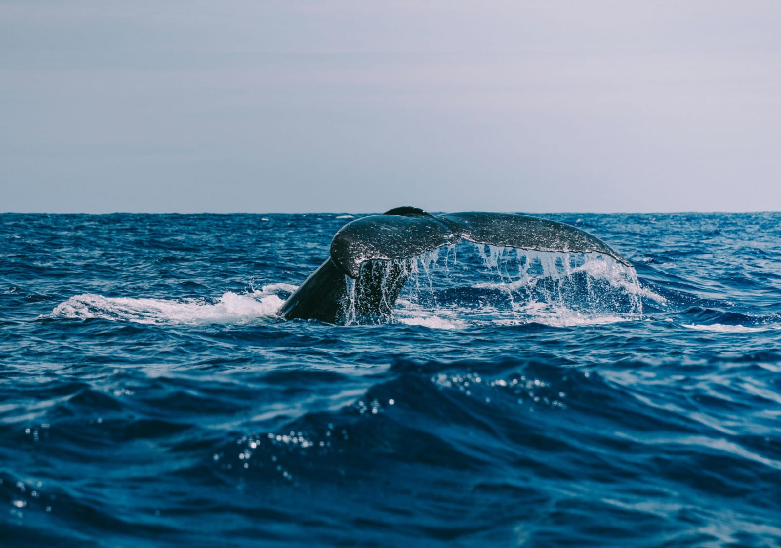 CCS Calypso thumbnail image