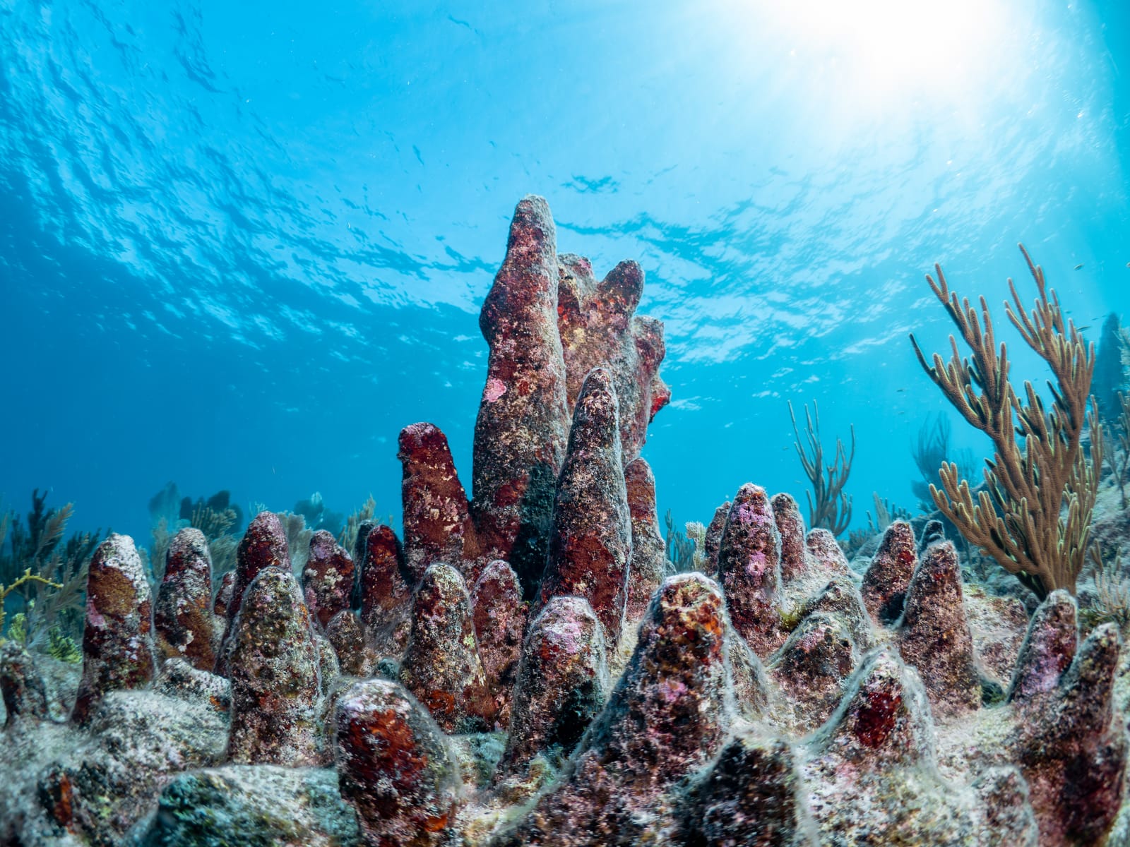 Coral Conservation With The Perry Institute for Marine Science gallery 12
