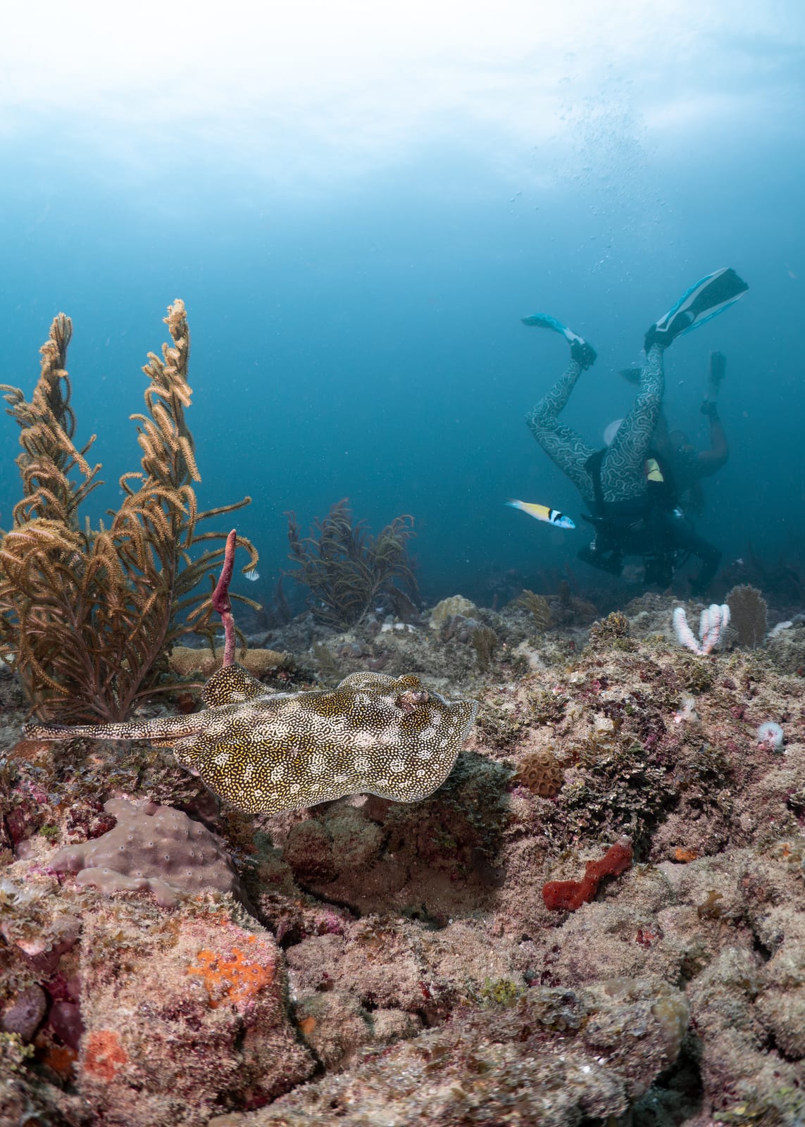 Coral Sampling with the Coral Reef Futures Lab gallery 7