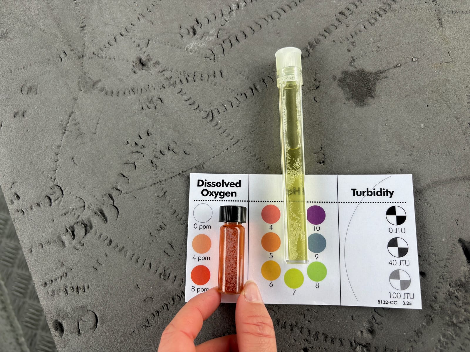 IJSK South Pacific Students Experience the Ocean Up Close at Te Hāwere a Maki (Goat Island) Marine Reserve gallery 18