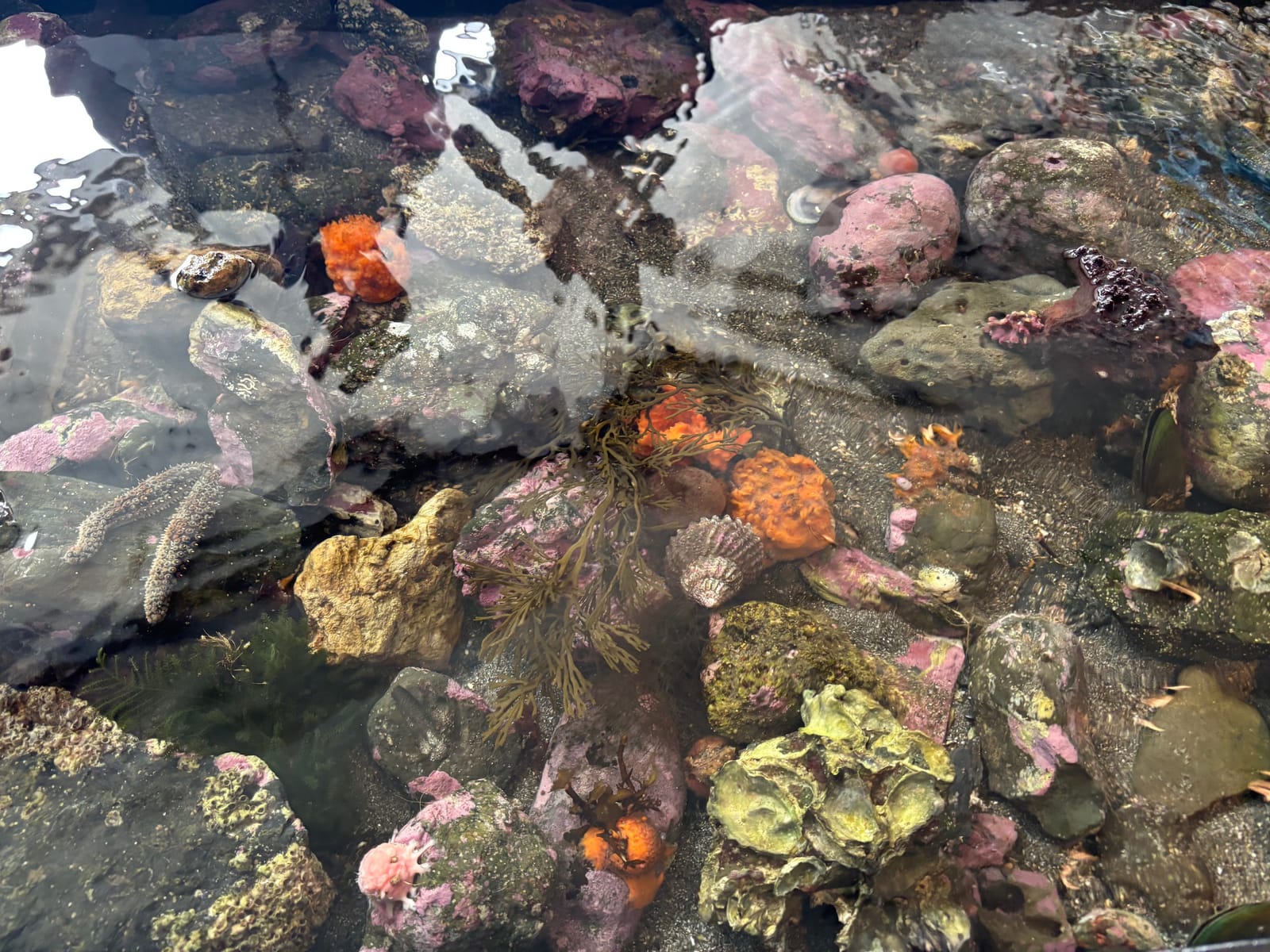 IJSK South Pacific Students Experience the Ocean Up Close at Te Hāwere a Maki (Goat Island) Marine Reserve gallery 21