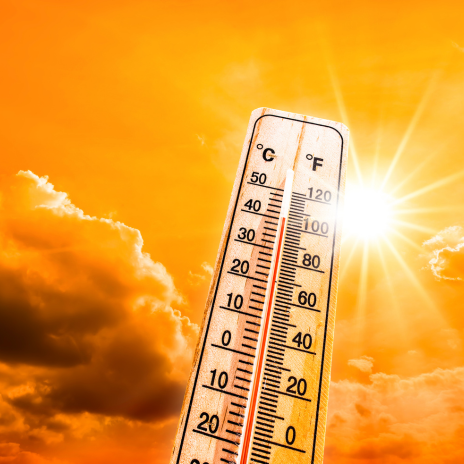 Shrinking Clownfish: Our Beloved ‘Nemo’ & Rising Ocean Temperatures img 2